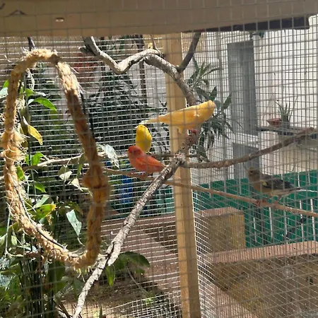 Gasthof Cozynest - Cettina